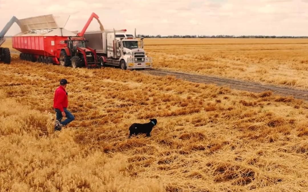 Partnering with growers for prosperity