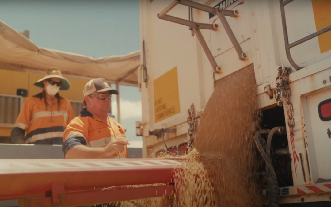 The biggest harvest you’ll ever see.